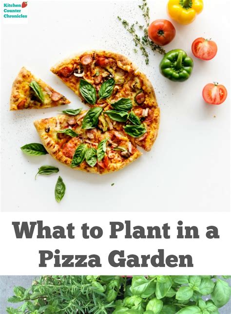 What To Plant In A Pizza Garden Gardening With Kids