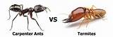 Images of Difference Between Termite And Carpenter Ant