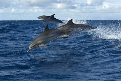 Atlantic Spotted Dolphins Stock Image C0092925 Science Photo Library