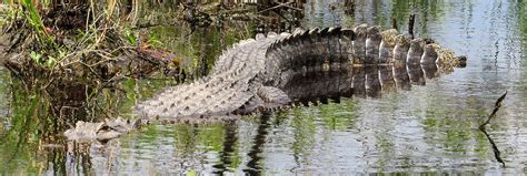 American Alligator Ambush Mode Largest Alligator That Iv Flickr