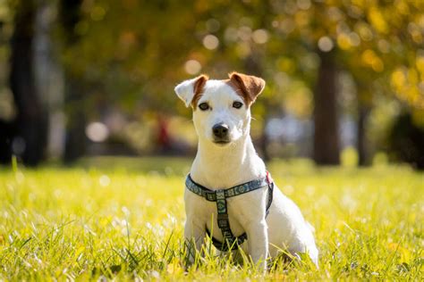 秋天的公园里可爱的杰克鲁塞尔小狗站在黄叶 包图企业站