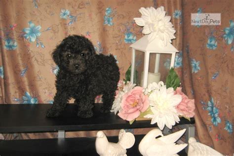 Blue Poodle Toy Puppy For Sale Near Las Vegas Nevada 280d8dd8 F621