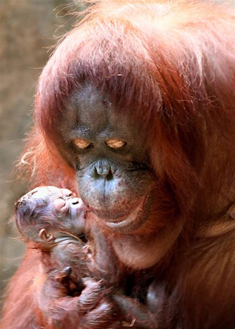 Baby Orangutan Makes Debut In Time For Christmas At Brookfield Zoo