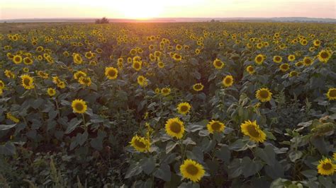 Aerial view of sunflower field at sunset. Lots of plants ...