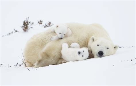 Polar Bear Cuddle Image National Geographic Your Shot Photo Of The Day