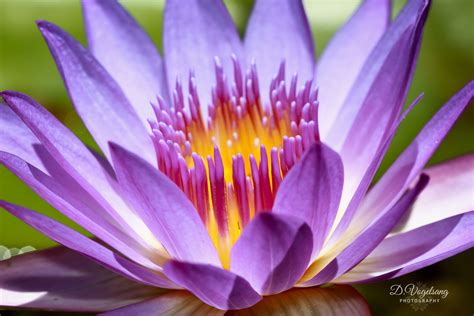 Purple Lotus Flower Flower Pictures Lotus Flower Flora Purple