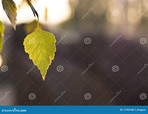 Beautiful Fall Leaf Of The Tree Stock Photo Image Of Nature Clear