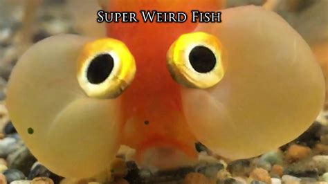 Weirdest Looking Fish Weird Fish Fish Weird