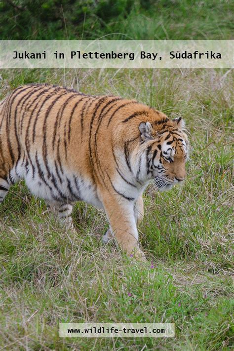 sibirischer tiger in der großkatzen auffangstation jukani in der nähe von plettenberg bay an der