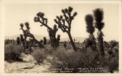 Joshua Trees Mojave Desert Palmdale Ca