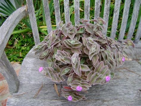 'Kitten Ears' succulent | Planting succulents, Succulents, Plants