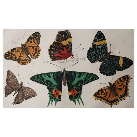 Original Antique Print Of Butterflies Circa 1850 Unframed For Sale At