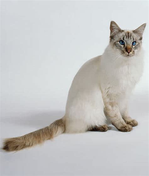 But it is one of the few. 10 Hypoallergenic Cats | Balinese Cats