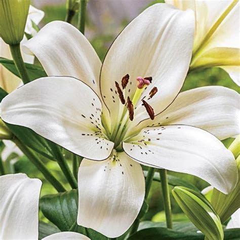 White And Black Eyeliner Lilies From Brecks Canada