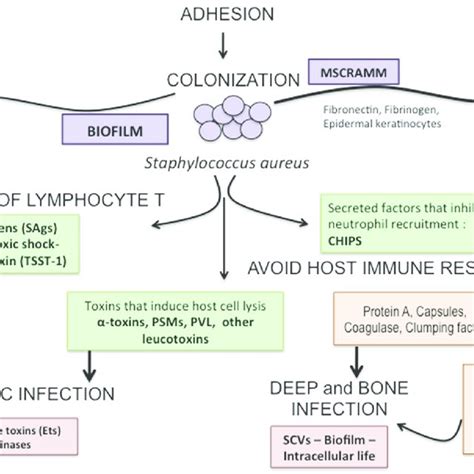 Infection Process And Virulence Factors Of Staphylococcus Aureus In