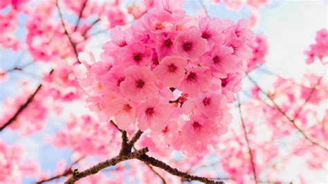 Download Wallpaper 1920x1080 Pink Tree Branches Cherry Flowers Close