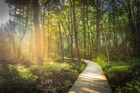 무료 이미지 나무 통로 좁은 길 잔디 황야 산책로 목재 햇빛 안개 꼬리 목초지 아침 횡단 여름 녹색