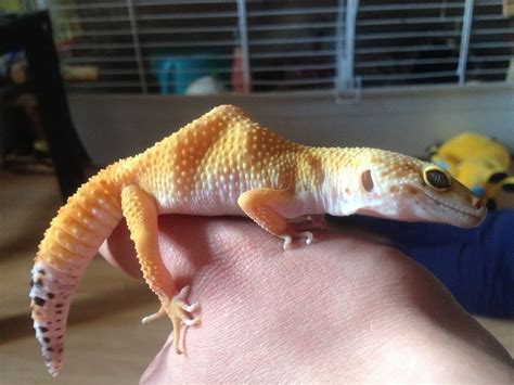 It is completely normal for leopard geckos to go without eating for long periods. Bearded Dragon Tank: Februar 2017
