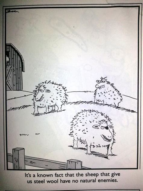 Steel Wool Sheep The Far Side Funny Cartoons Far Side Cartoons