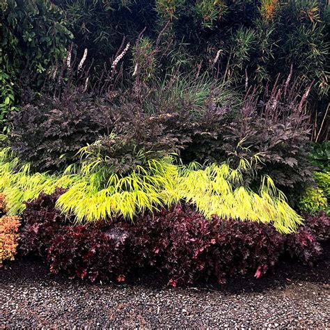 Actaea ‘black Negligee Terra Nova Nurseries Inc