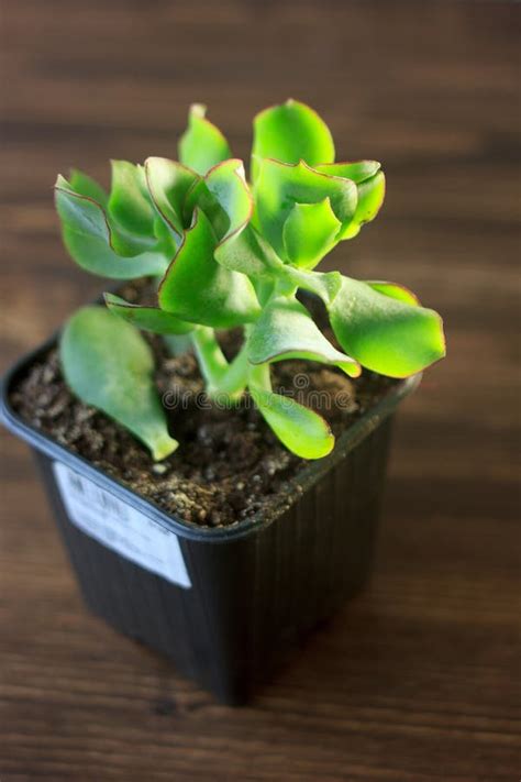 Succulent Home Plant Crassula Blue Bird Stock Image Image Of White