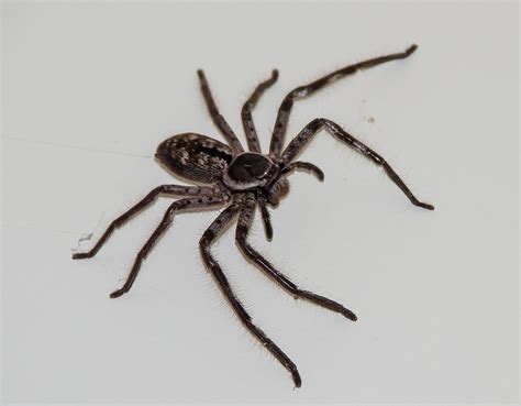 The Huntsman Spider Sydneys Best Pest Control