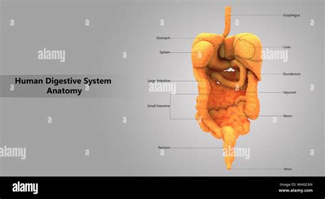 Human Digestive System Large And Small Intestine With Label Design