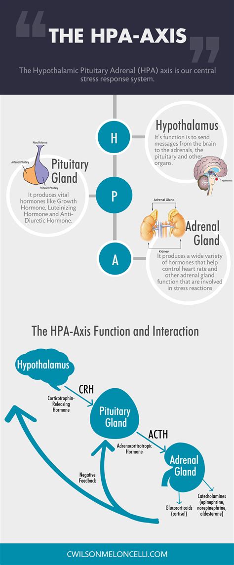 The Hpa Axis And Stress Hypothalamus Pituitary Adrenal Axis Flow State