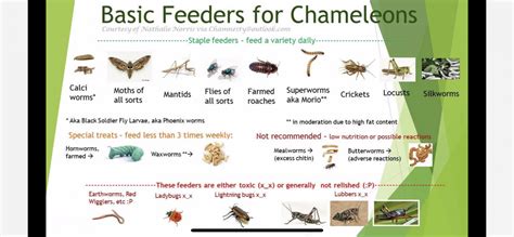 Can my chameleon eat worms | Chameleon Forums