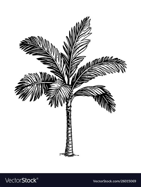 Ink Sketch Palm Tree Royalty Free Vector Image