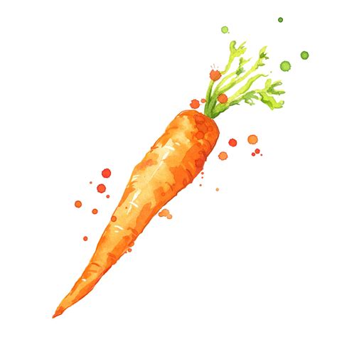 Premium Vector Sweet Fresh Carrot Watercolor Illustration
