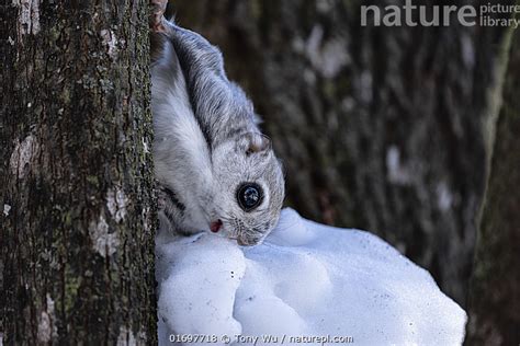 Stock Photo Of Siberian Flying Squirrel Pteromys Volans Orii Leaning