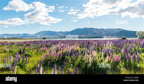 Purple Large Leaved Lupins Lupinus Polyphyllus Lake Tekapo In Front