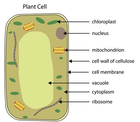 Plant Cell Diagram Labeled Simple