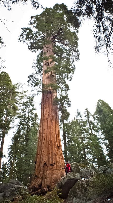 General Sherman Is The Tallest Tree On Planet Hd Pictures Hd Photos