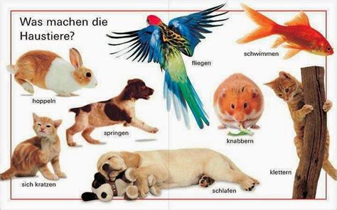 Deutsch Mit Frau Virginia Dalò Wortschatz Tiere