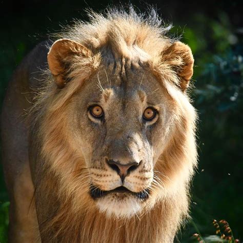 Tui Care Foundation And Namibian Lion Trust Protect Lions In Namibia