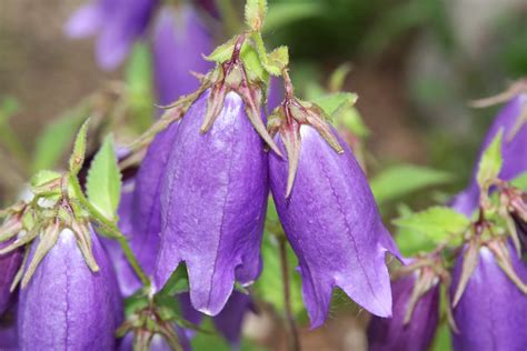 Purple Campanula Bell Flower Flickr Photo Sharing