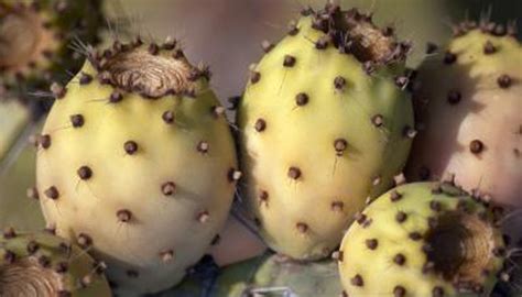 Desert cactus are relatively inexpensive. Top 10 Plants in the Sahara Desert | Sciencing