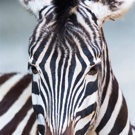 329 Zebra Head Front Photos Free And Royalty Free Stock Photos From