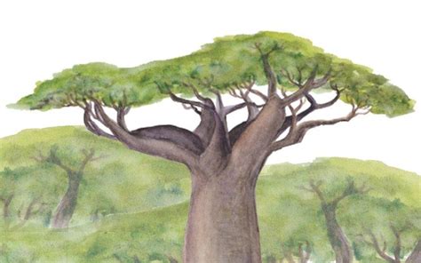 fascinating facts about the strange and beautiful baobab tree history daily