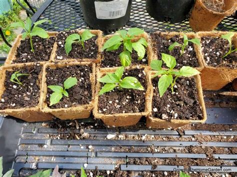 How To Repot And Transplant Tomato And Pepper Plants Upsizing