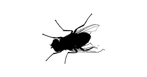 Common House Fly Silhouette Fly Sticker Teepublic