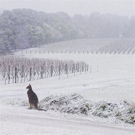 Dma Thechive Winter In Australia Meanwhile In Australia Snow Pictures