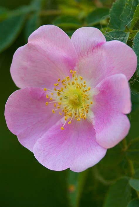 State abbreviations for the 50 us states the us has 50 states, a national capital along with commonwealths, and other territories around the world. 50+ Pictures of State Flowers - US State Flowers List