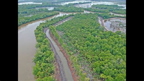 Bukti Lapangan Pembukaan Lahan Tambak Baru Di Hutan Mangrove Dengan