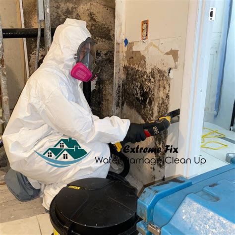 The Importance Of Hiring A Professional Mold Removal Servi Flickr