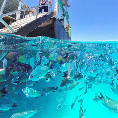 Bezoek Lady Musgrave Island Het Beste Van Reizen Naar Lady Musgrave