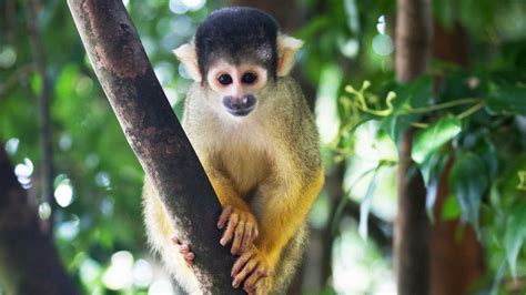 Squirrel Monkey Endangered Animals Auckland Zoo