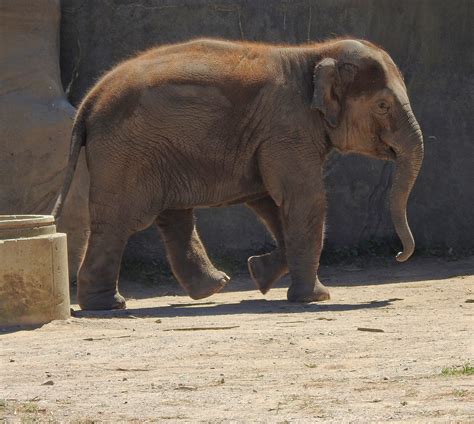 Frankie The Asian Elephant Columbus Zoo Andrew King Flickr